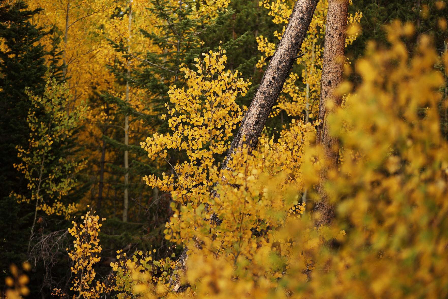 092320-news-aspens 7.jpg